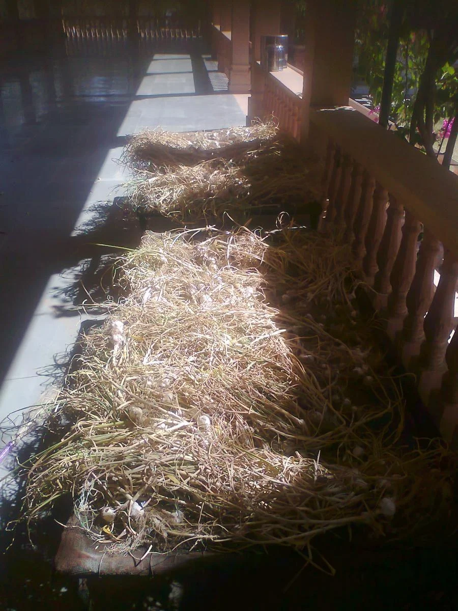 2013 GARLIC HARVEST DRYING
